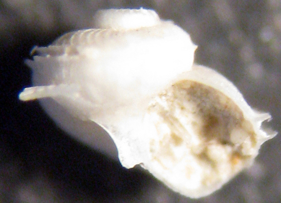 Tirreno centrale -400 mt (22)